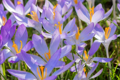 Crocus 