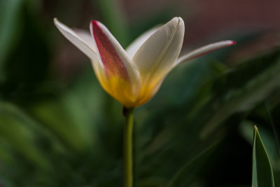 First Tulip for the Year