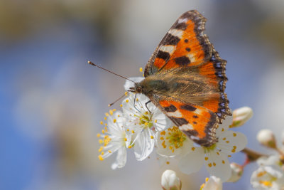 Small Tortoiseshell