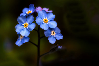 Forget Me Not