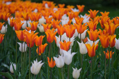 Tulip Mix