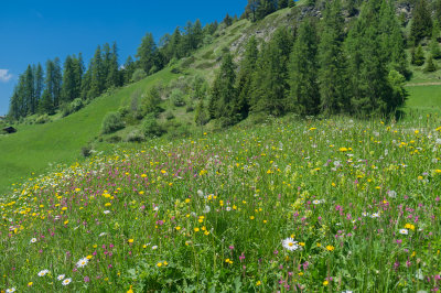 Armentara Meadows