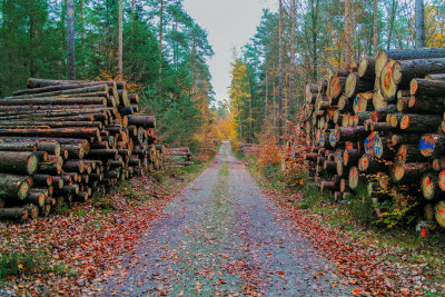 Wood Path