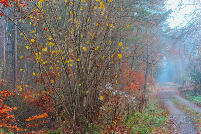 Late Morning Fog