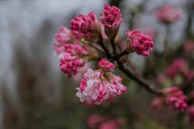 Winter Bloom