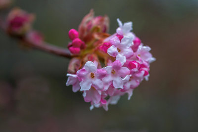 Winter Bloom