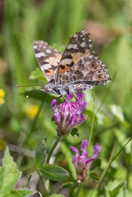 Butterfly in the Armentara Meadow