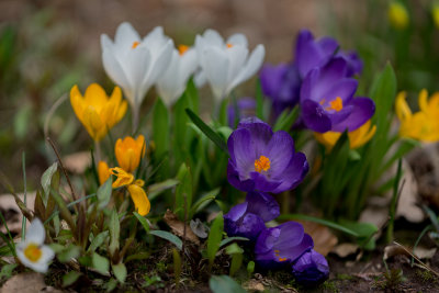 Crocus after the Snow