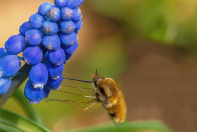 Bee Fly 