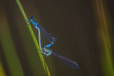 Azure Damselflies