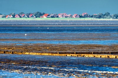 Low Tide View of  Baltrum Island 
