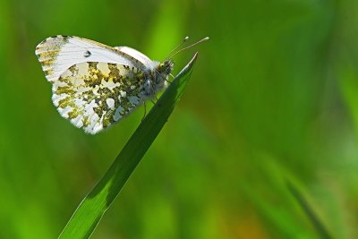 Orange Tip (Female)