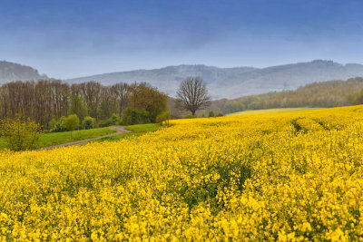 Featured Gallery