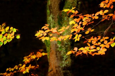 Beech Leaves in Fall