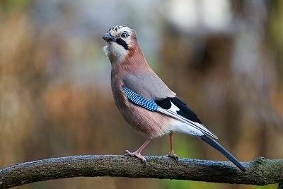 Eurasian jays (Garrulus glandarius/Eichelhaeher) 