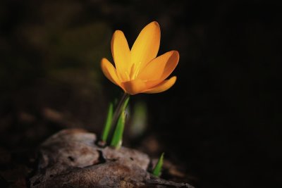 the first Crocus for this Year