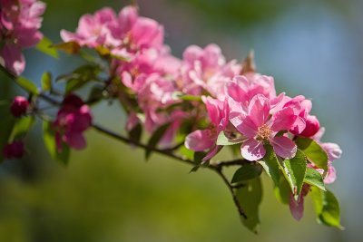 Crabapple Blossoms