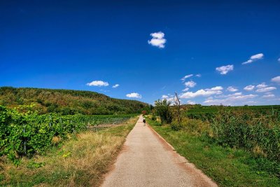 Vineyard Walk