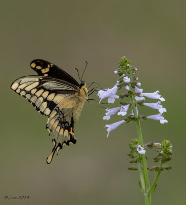 Giant Swallowtail 6 SETRANRD031019.JPG