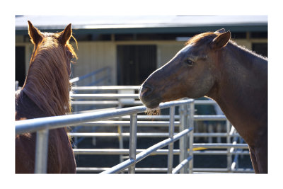 summit_ranch__other_horses