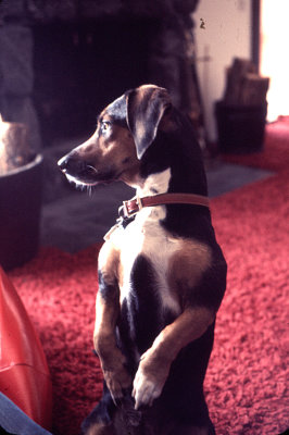 Maggie_Sitting_Up_as_usual_1973.jpg