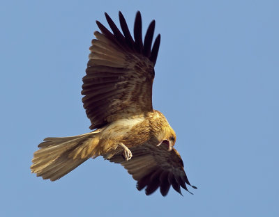 Whistling Kite