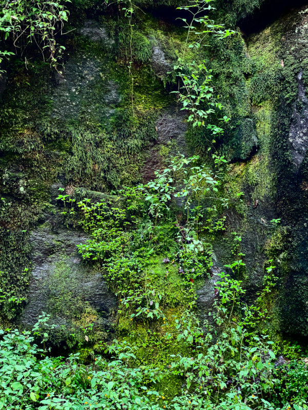 Green Climb