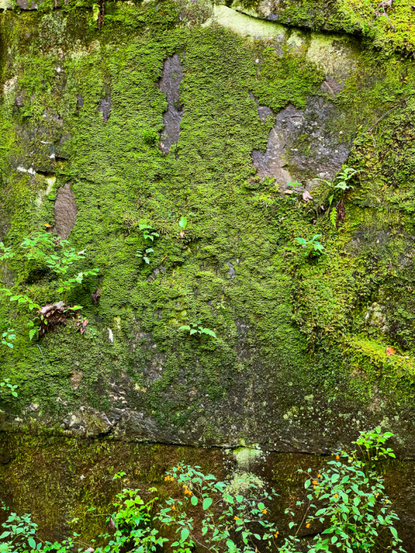 Living Plaster