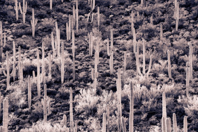 Ghosts of Cactus Past
