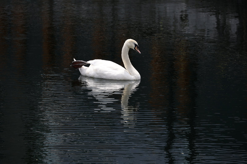 0082_RF069888.JPG
