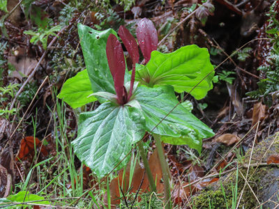 Giant Wakerobin (Trillium chloropetalum)