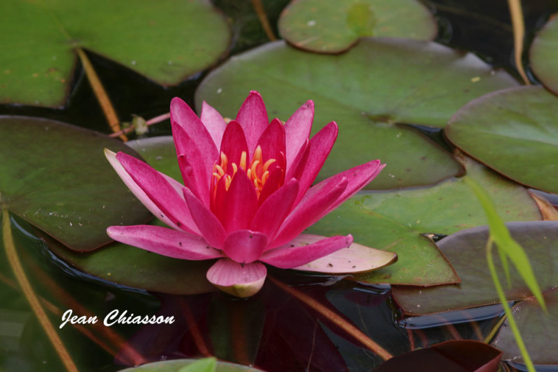 Dans mon jardin ce matin