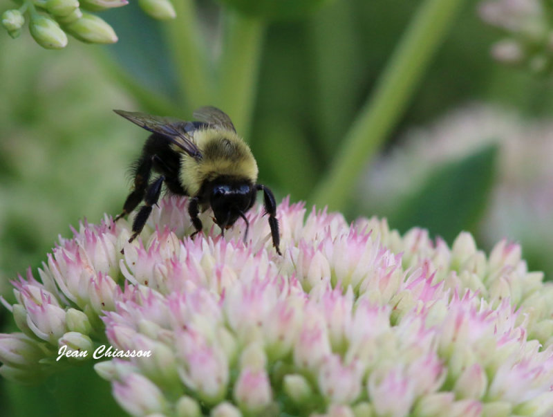 Bourdon / Bumble Bee
