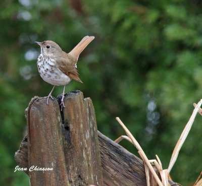 Grive  Dos Olive / Swainson's Thrush