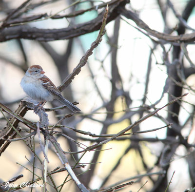 Bruant Des Champs / Field Sparrow