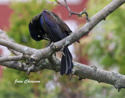 Quiscale Bronz / Common Grackle
