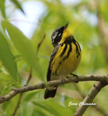 Paruline  Gorge Jaune / Yellow - throated Warbler