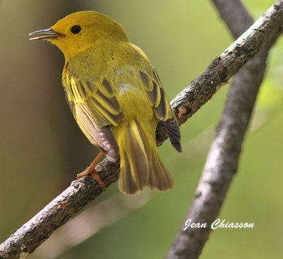 Paruline Jaune ( Yellow Warbler )     