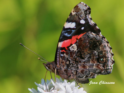 Papillon Vulcain /  Butterfly 