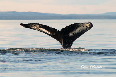 Baleine  Bosse (Humpback Whale)