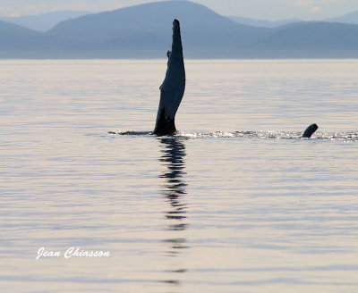  Nageoire de Baleine  Bosse  (Humpback Whale)
