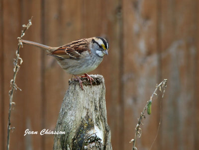 Bruant A Gorge Blanche / White - throated Sparrow