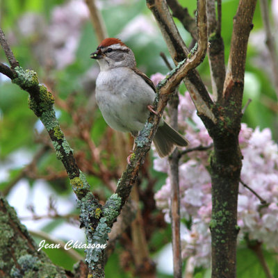 Bruant Familier / Chipping Sparrow