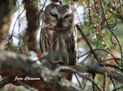 Petite Nyctale  / Northern saw-whet owl