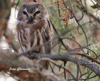 Petite Nyctale  / Northern saw-whet owl