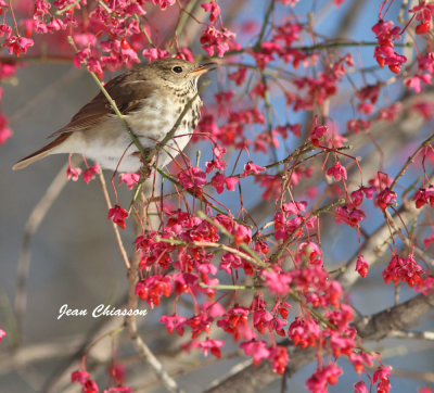 Grive Solitaire / Hermit Thrush