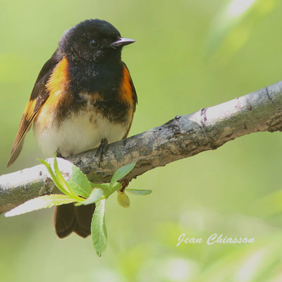 Paruline Flamboyante / American Restart