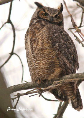  Grand Duc d'Amrique - Great Horned Owl       