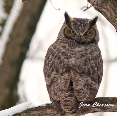  Grand Duc d'Amrique - Great Horned Owl       
