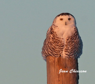 Harfang des Neiges ( Snowy Owl )